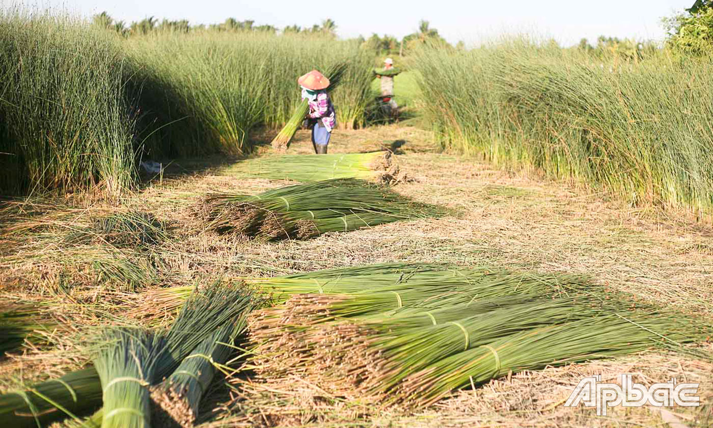 Người lao động đang thu hoạch trên cánh đồng bàng.