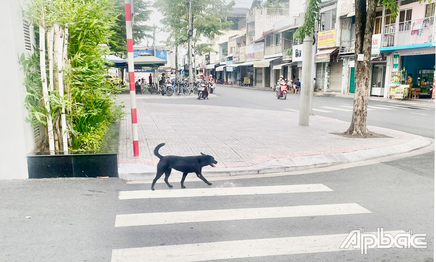 Các chú chó tha rộng Không ro mồm xuất hiện trên khu đô thị Ưincom , Lê Đại Hành, phường I, TP Mỹ Tho 