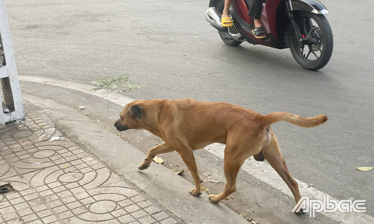  Các chú chó tha rộng tại công viên bờ kè Sông Tiền  Các chú chó tha rộng Không ro mồm xuất hiện trên khu đô thị Ưincom , Lê Đại Hành, phường I, TP Mỹ Tho  Hahhaa em tưởng con chó ở Hồ Tràm Chú chó ung dung đi dạo trên đường Ấp Bắc ( trước cho Phường 4) TP Mỹ Tho. 