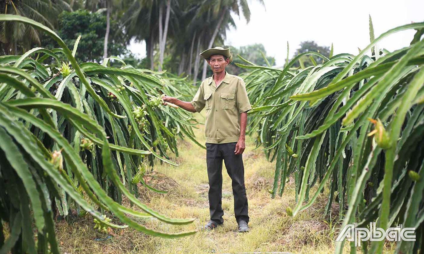 CCB Dương Minh Hùng chăm sóc vườn thanh long gia đình.