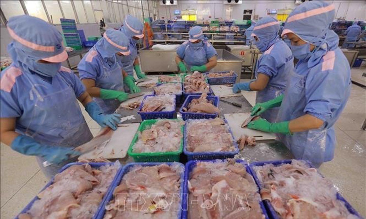 Processing Tra fish fillets for export at a factory of Cuu Long An Giang Import-Export JSC (Photo: VNA).