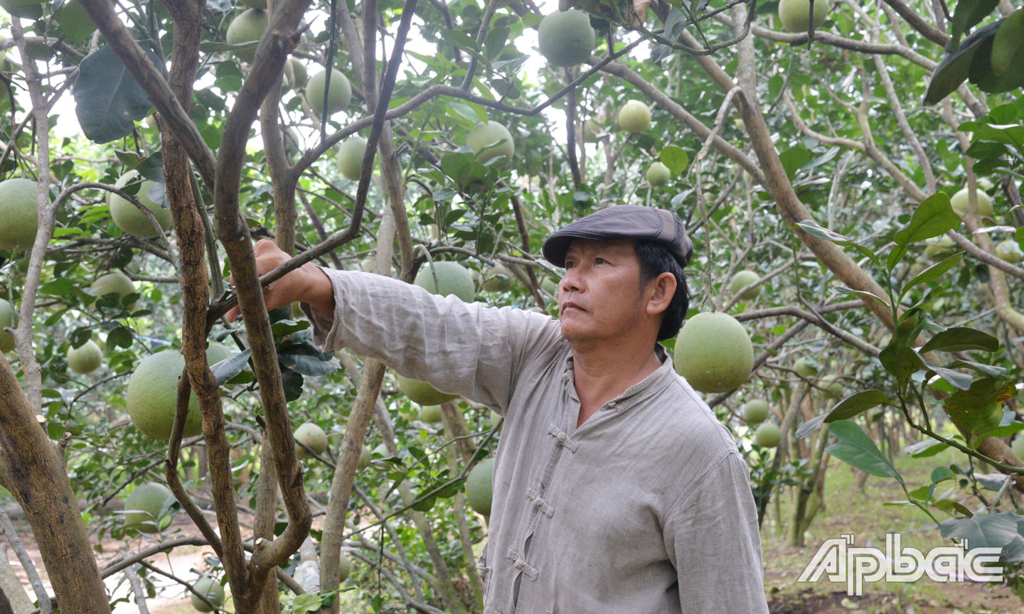 Ông Lê Văn Song, ấp An Lạc Trung, xã Xuân Đông chăm sóc vườn bưởi của gia đình.