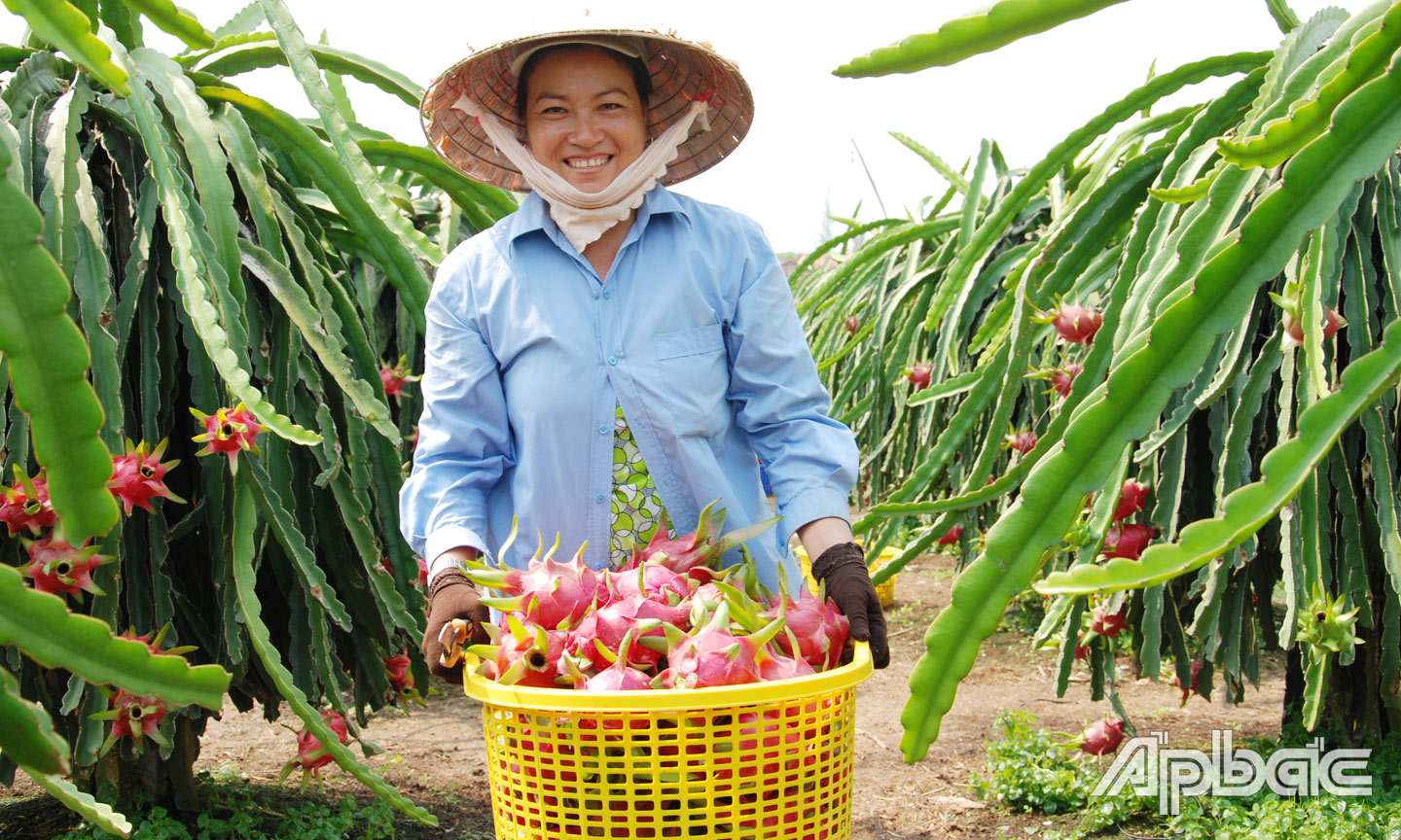 Để cây thanh long phát triển bền vững, cần xây dựng chuỗi liên kết sản xuất và tiêu thụ sản phẩm.