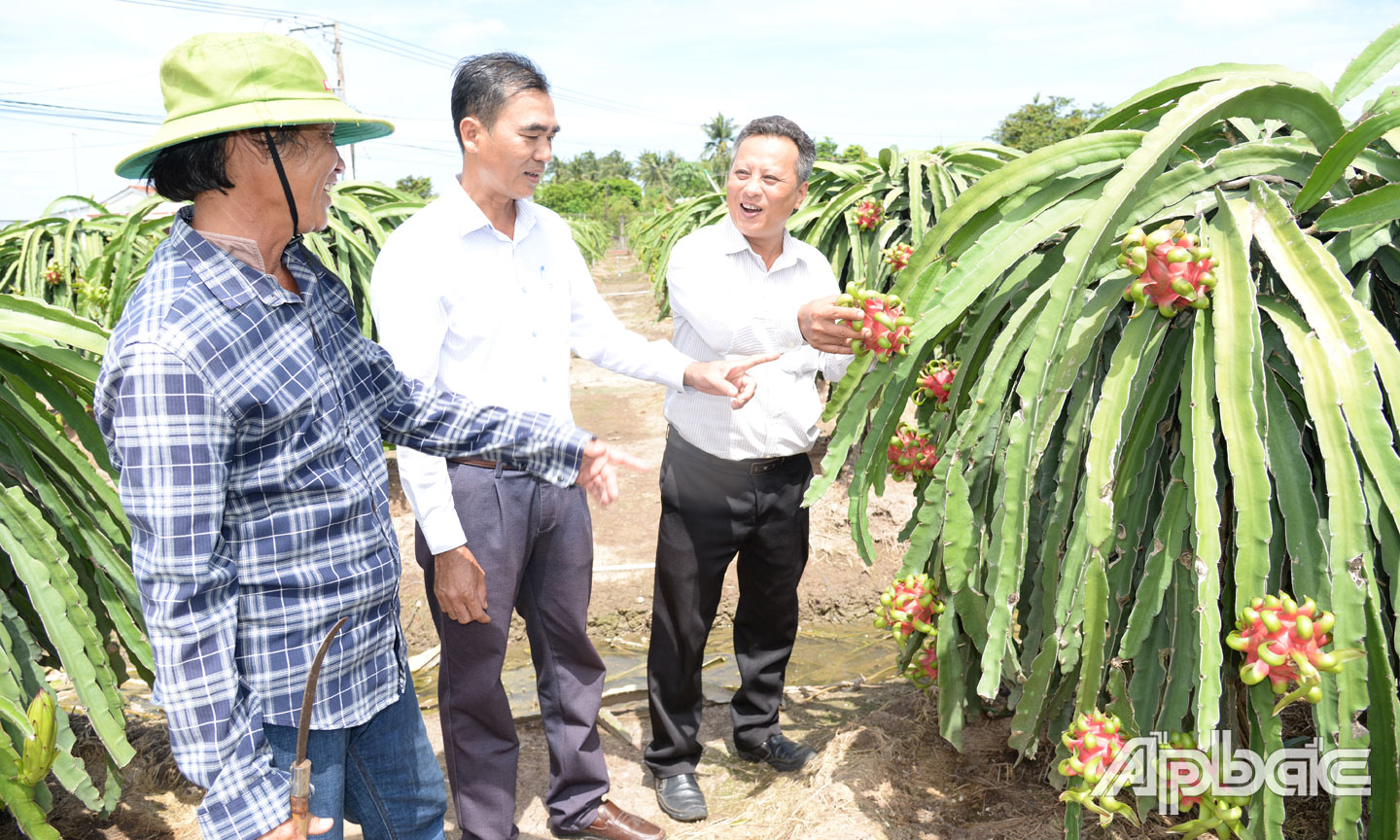  Ông Hân đang canh tác 7 công thanh long theo tiêu chuẩn VietGAP.