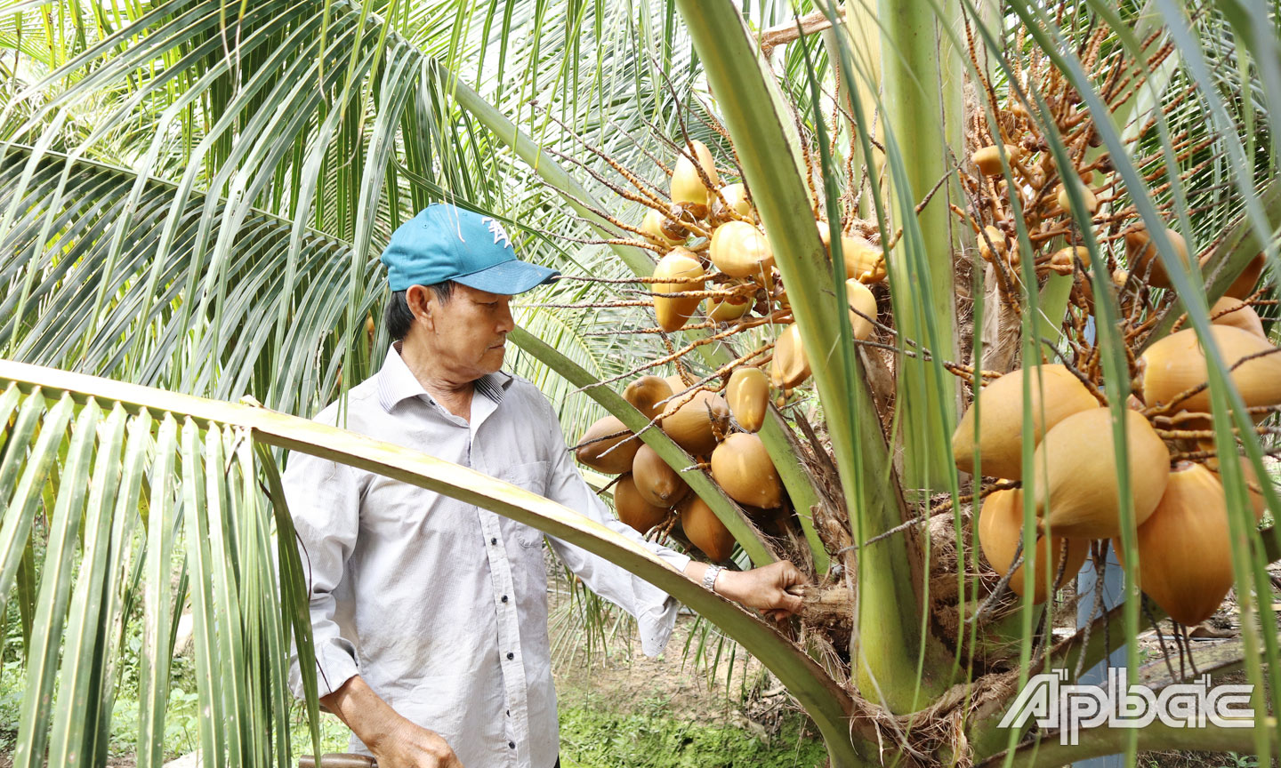 CCB Nguyễn Văn Thơm (ở ấp Hòa Thành) được Hội CCB xã Hòa Định hỗ trợ phát triển kinh tế gia đình với việc trồng dừa Mã Lai.