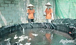 Khởi nghiệp từ cá cảnh