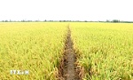 Mekong Delta region enjoys growing crop production