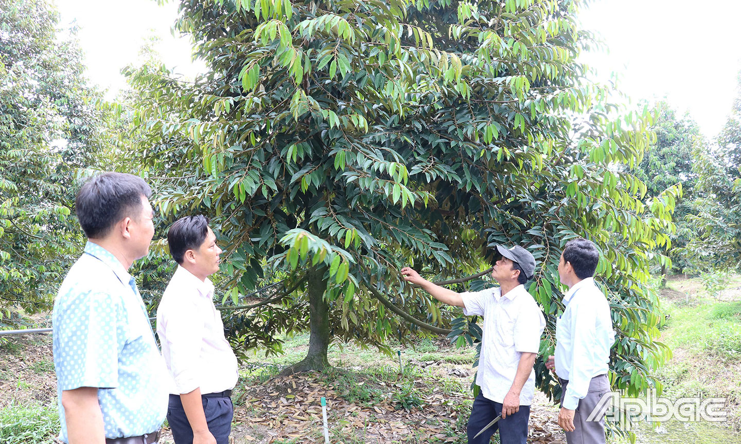 Các loại cây ăn trái như sầu riêng, mít trúng mùa, giá cao và ổn định, nông dân phấn khởi.