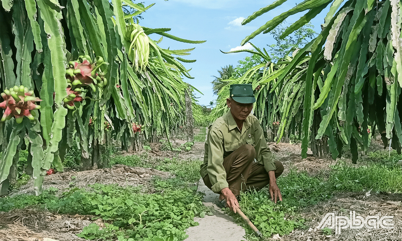 CCB Bùi Văn Tư phát triển mô hình trồng thanh long.