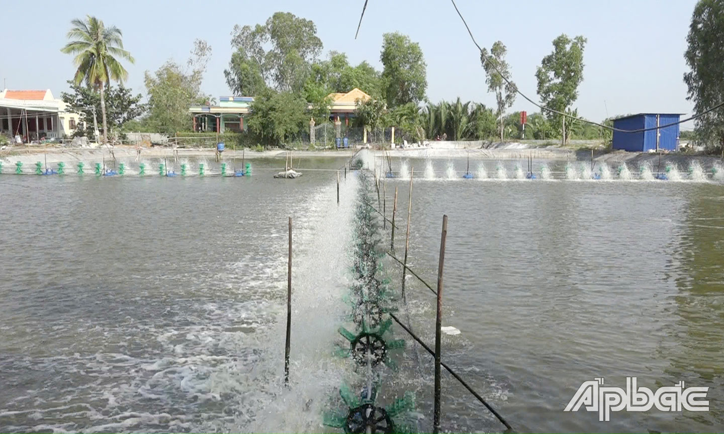 Nhiều hộ dân trên địa bàn xã Bình Phú nhờ nuôi tôm mà có nguồn thu nhập khá, vươn lên làm giàu.