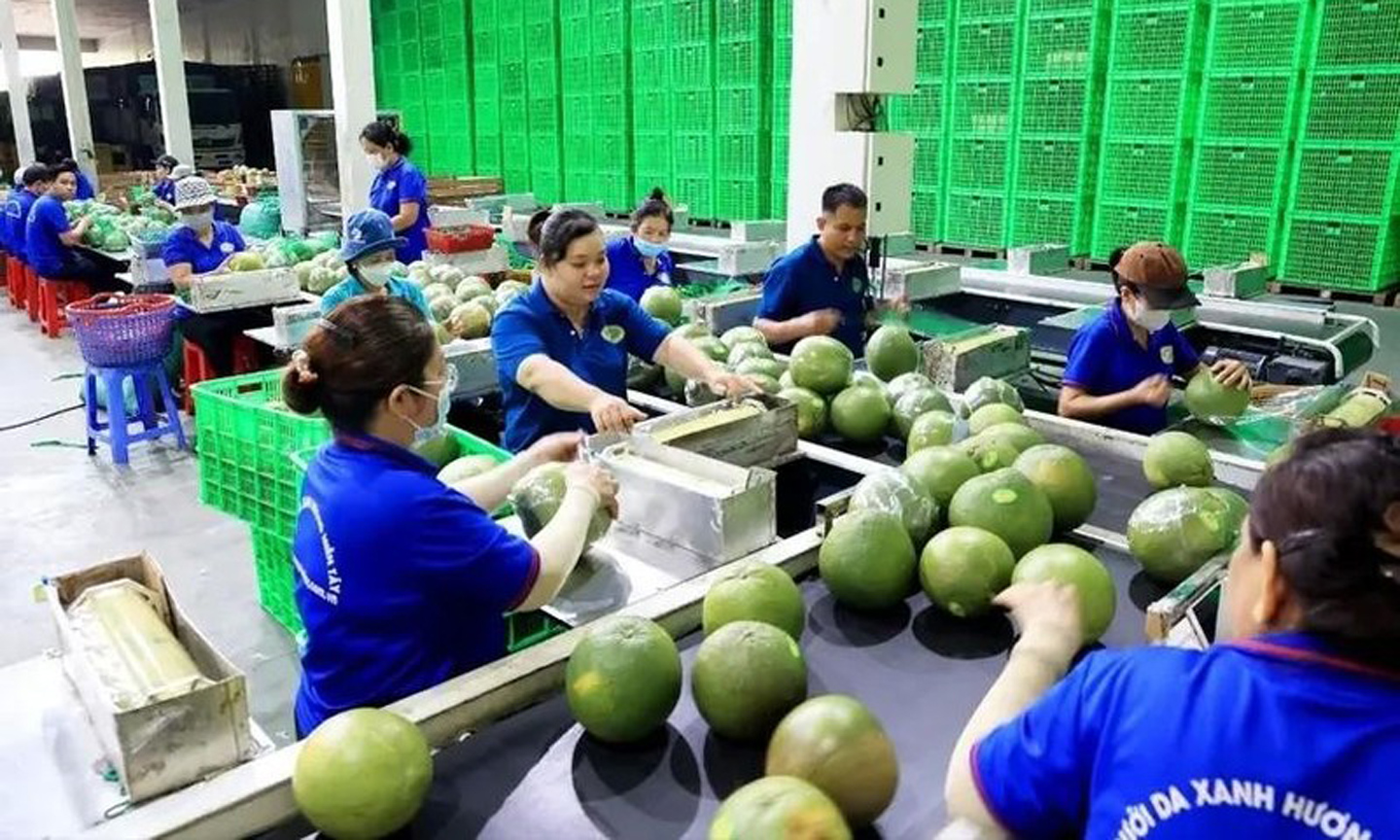 A green-skin pomelo packaging line for export in Mo Cay Bac district, Ben Tre province. (Photo: VNA).