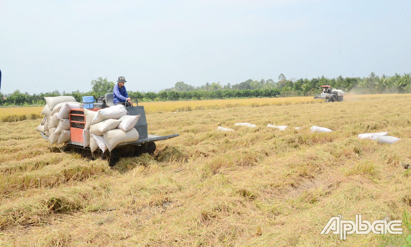 Hoạt động canh tác lúa trên địa bàn tỉnh ngày càng đi vào chiều sâu, chất lượng.