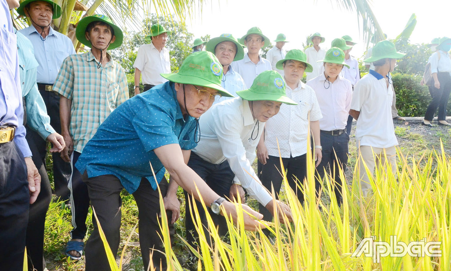 Tham quan mô hình Sản xuất lúa ứng dụng công nghệ cao của HTX Nông nghiệp Thạnh Lợi liên kết với Công ty  TNHH Thương mại HK.