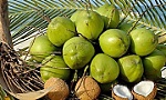 Vietnam's coconut exports to rise remarkably thanks to shipments to China