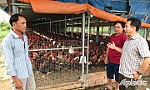 Người góp phần chọn lọc, lai giống gà tre cho vùng đất Gò Công