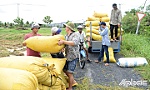 Tiền Giang: Lúa hè thu trúng giá, nông dân phấn khởi