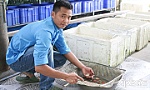 Khởi nghiệp với mô hình nuôi cá kiểng theo hướng OCOP
