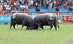 2024 Do Son buffalo fighting festival held