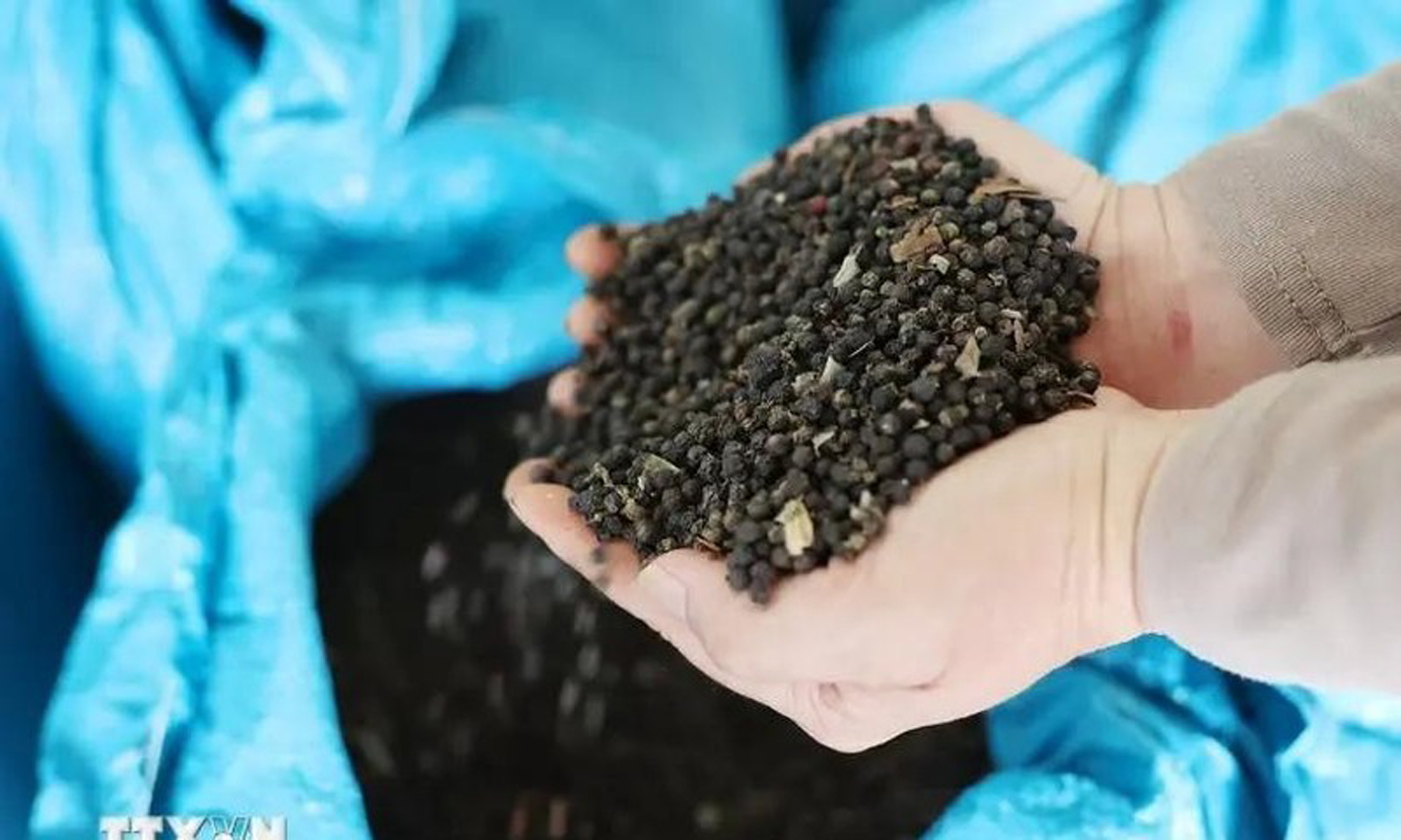 Vietnam could ship more than 1 billion USD worth of pepper abroad for the whole 2024. (Photo: VNA).