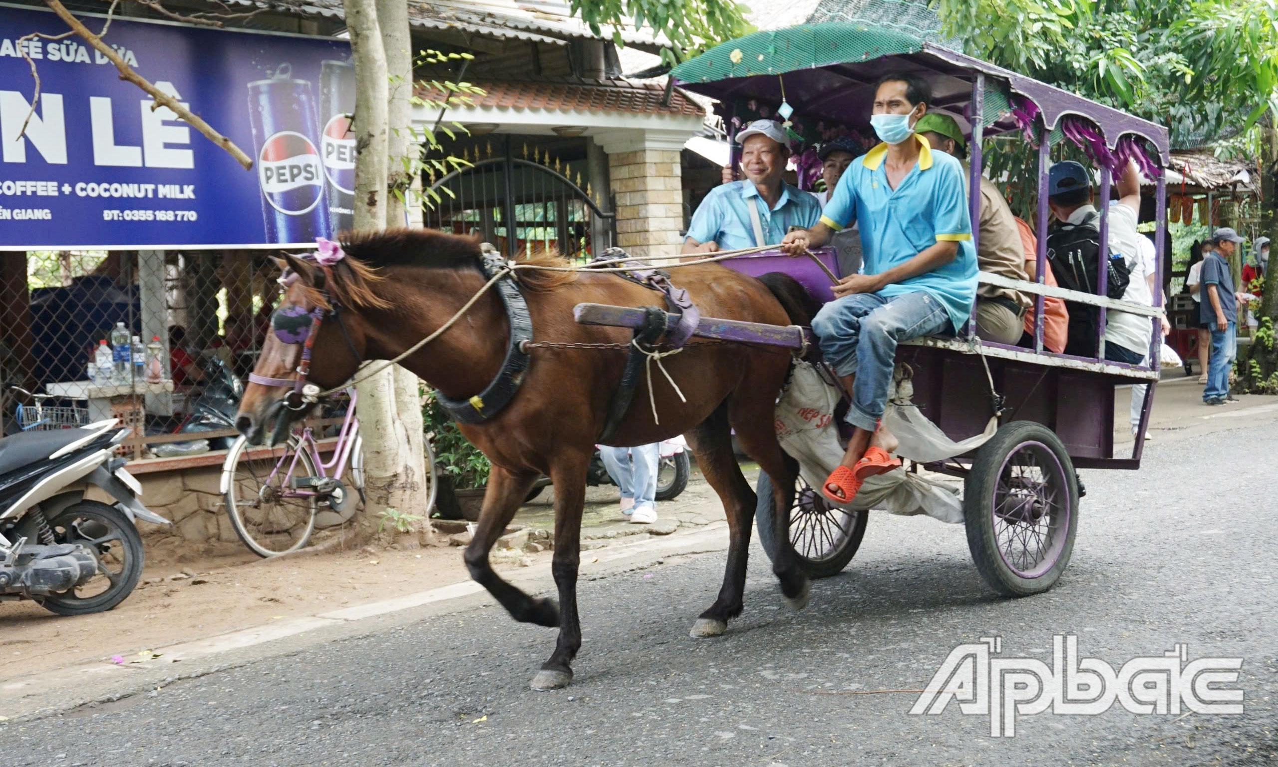 Du khách trải nghiệm đi xe ngựa trên cù lao Thới Sơn.