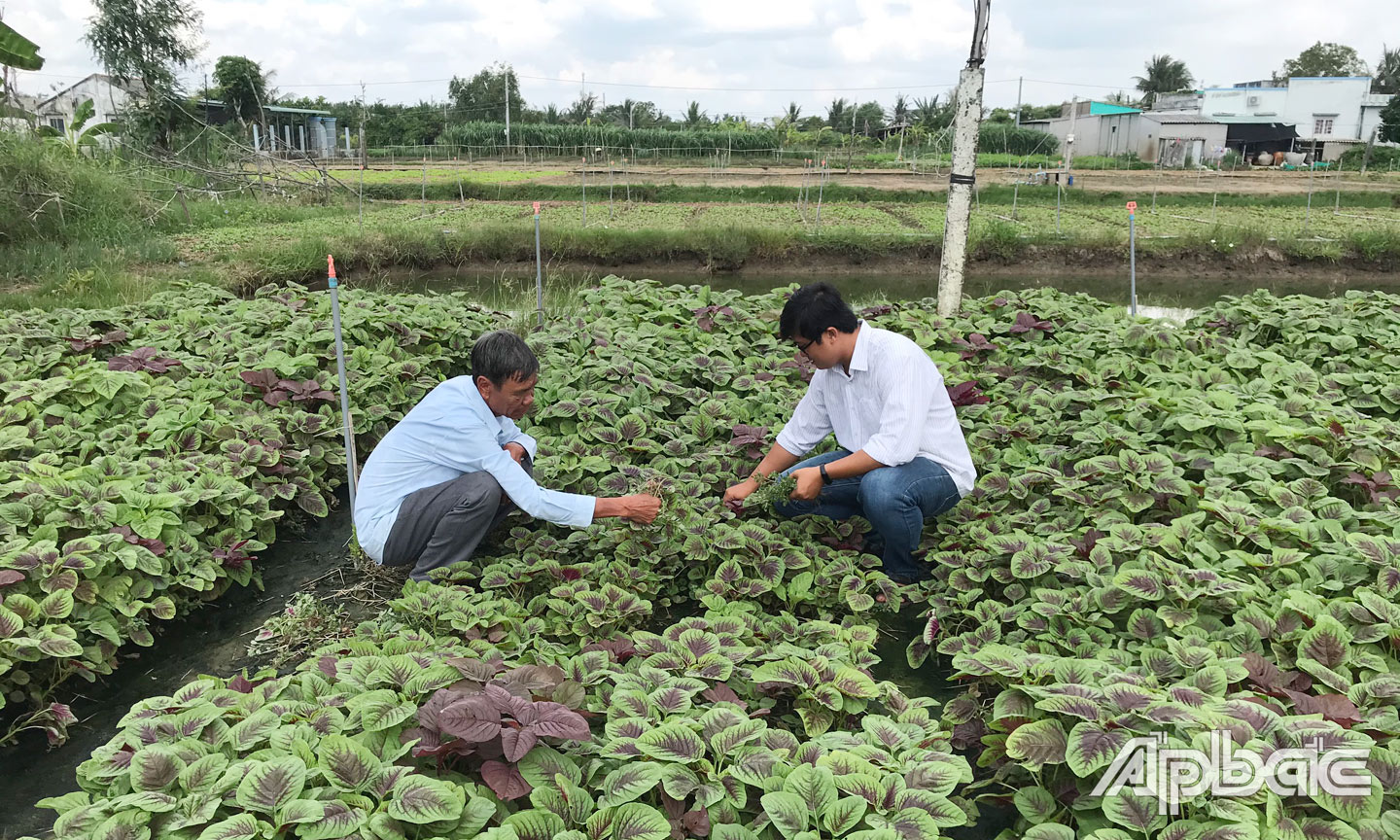 HTX DVNN  Phú Quới liên kết với thành viên sản xuất rau theo hướng an toàn, được chứng nhận VietGAP.