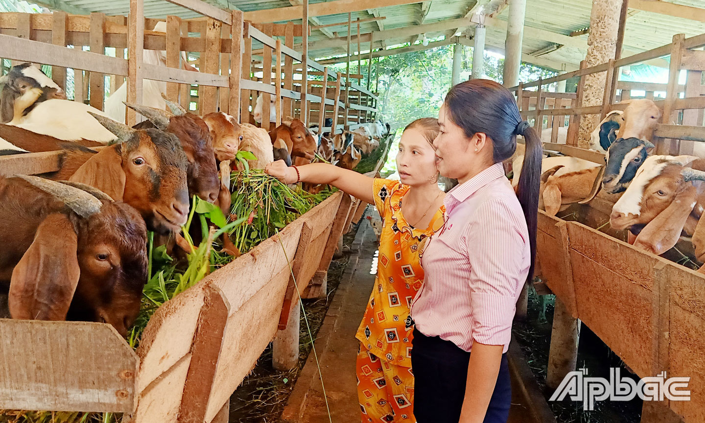 Gia đình chị Đinh Thị Kim Thảo được Phòng giao dịch NHCSXH huyện Chợ Gạo hỗ trợ vay vốn 70 triệu đồng để nuôi ba ba giống, cá bống tượng và cá chình.