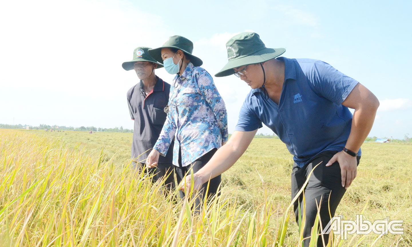 Nông dân, hợp tác xã và doanh nghiệp cần liên kết sản xuất để xây dựng  thương hiệu lúa - gạo.