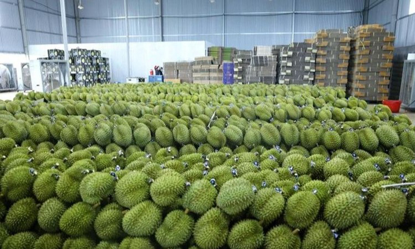 Vietnam's durian export revenue is expected to exceed 3 billion USD this year. (Photo: VNA).