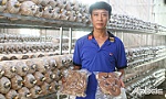 Nấm linh chi - Từ ý tưởng đến sản phẩm OCOP 3 sao