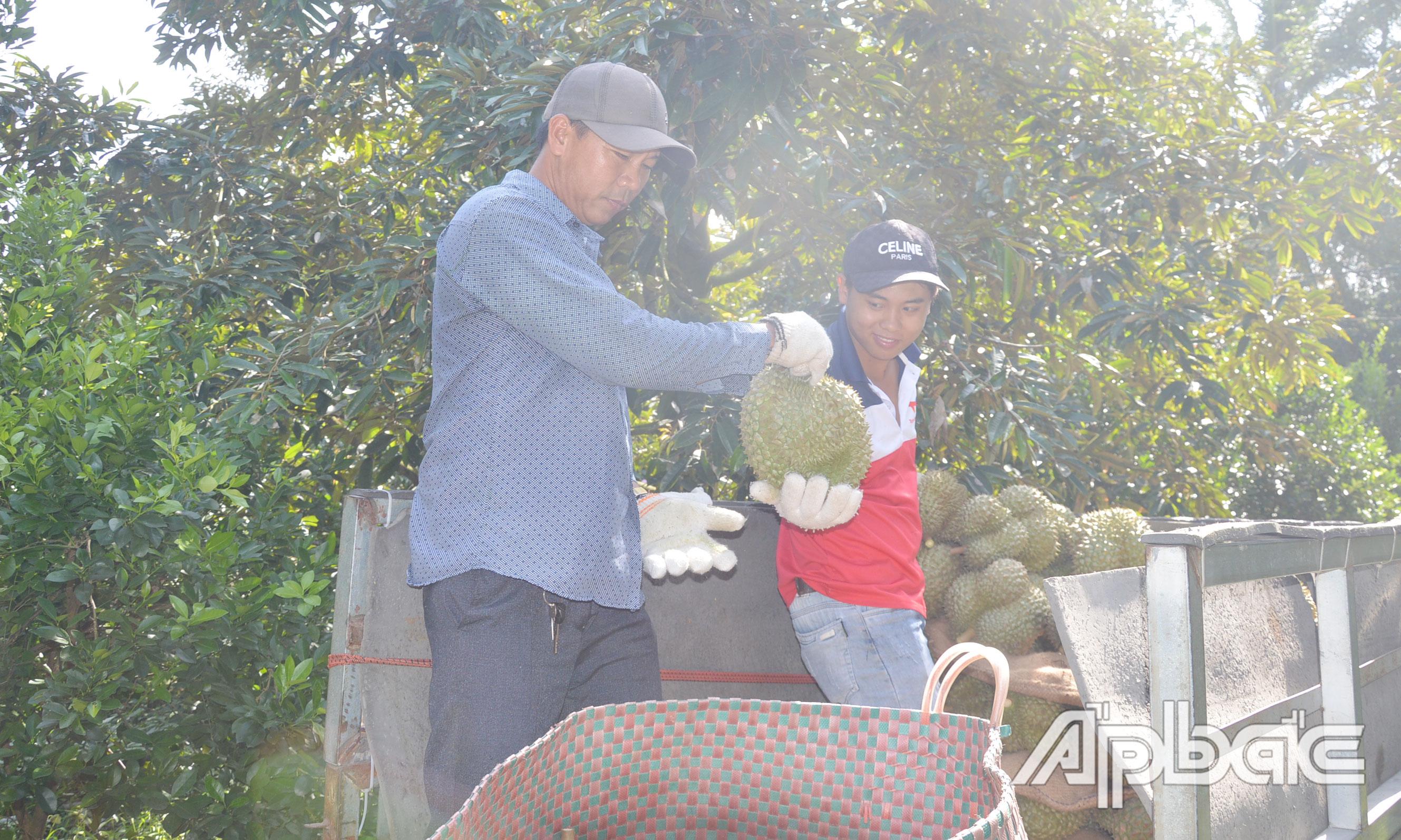 Tiền Giang: Giá sầu riêng tăng cao trở lại, nhà vườn không có để bán