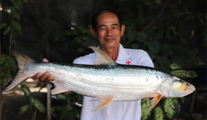 Loài cá khổng lồ tái xuất trên sông Mekong sau 20 năm