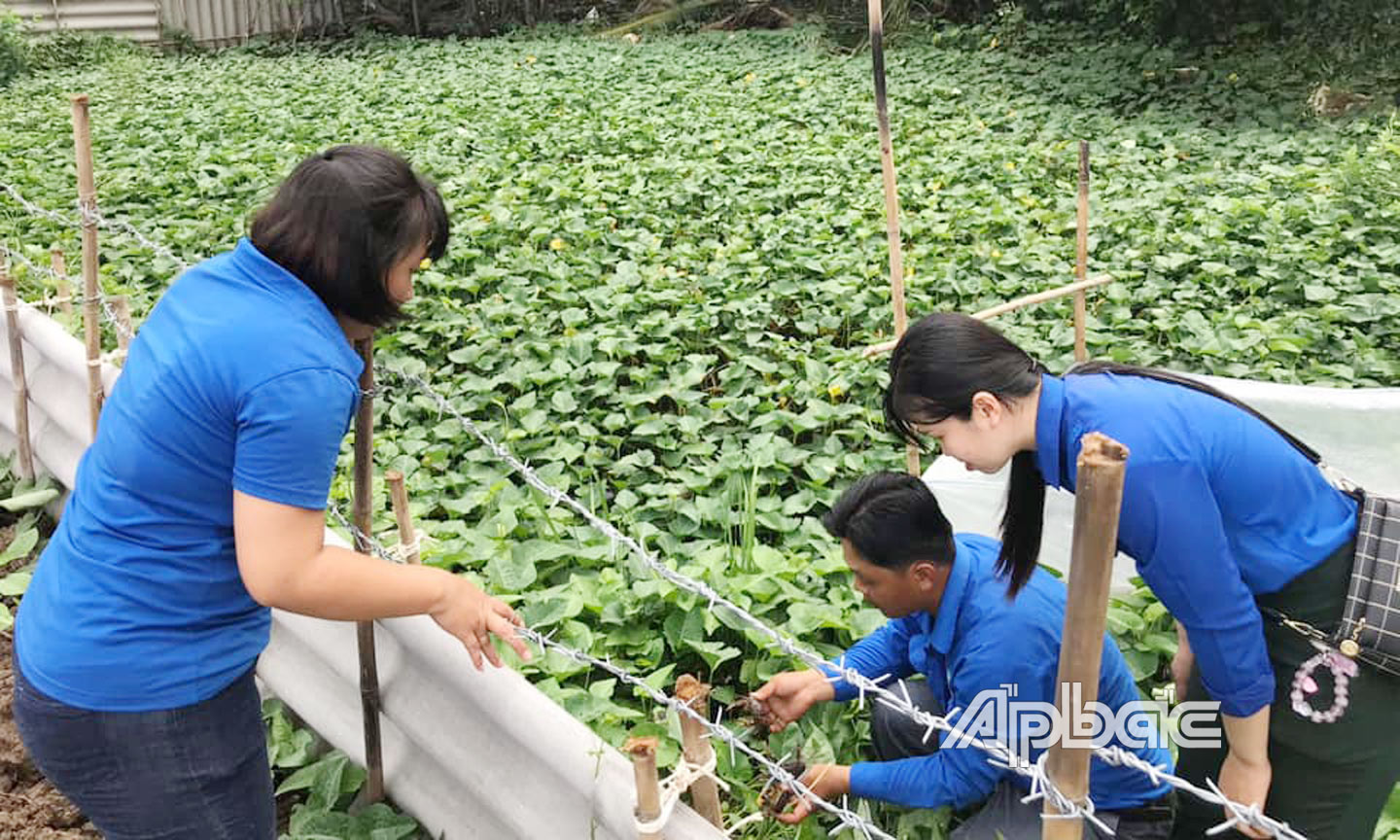 Huyện đoàn Gò Công Đông tham quan mô hình “Nuôi cua đồng” của anh Huỳnh Công Chơn và trao hỗ trợ vốn  khởi nghiệp trị giá 20 triệu đồng.