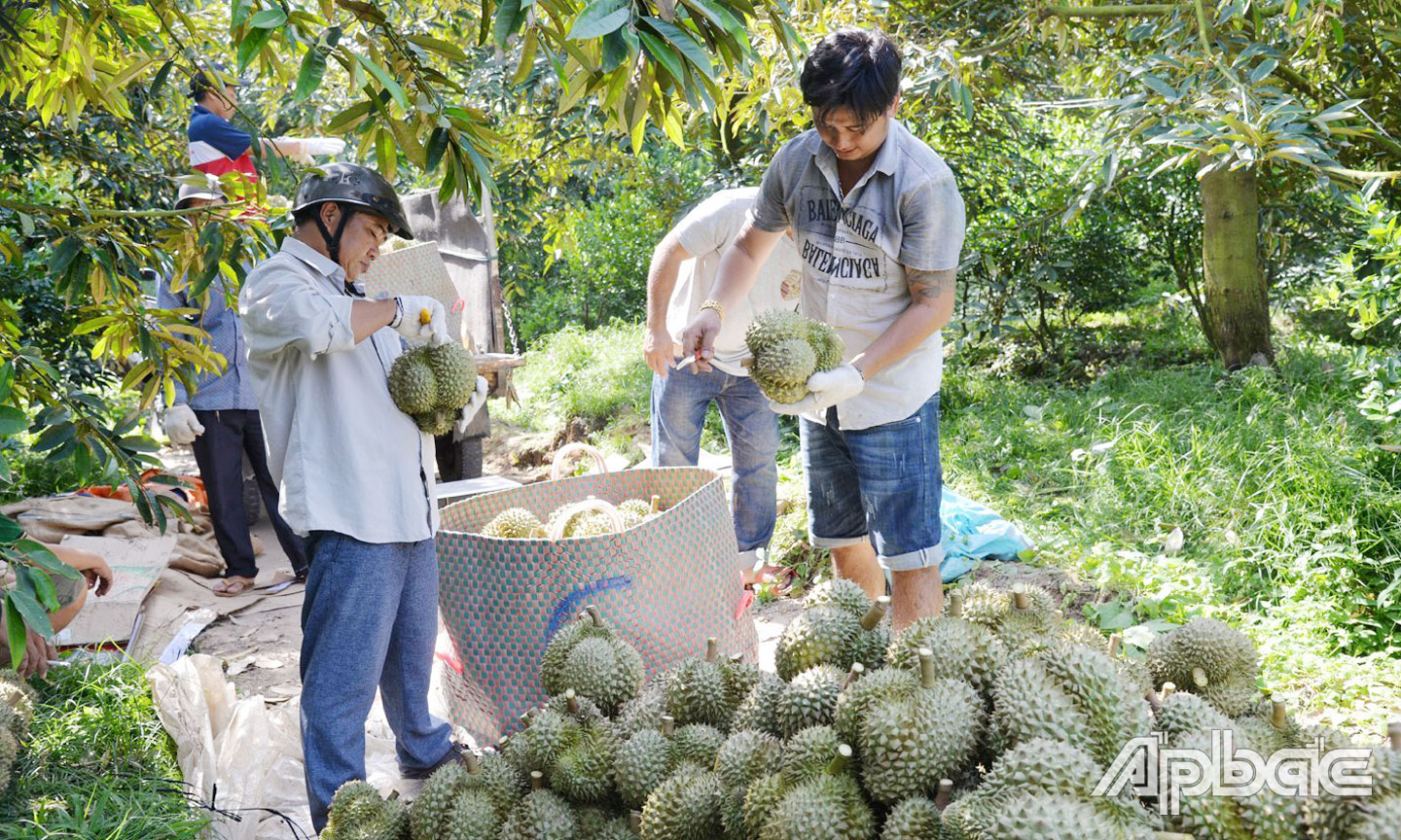 Thu hoạch sầu riêng tại xã Mỹ Long, huyện Cai Lậy. 