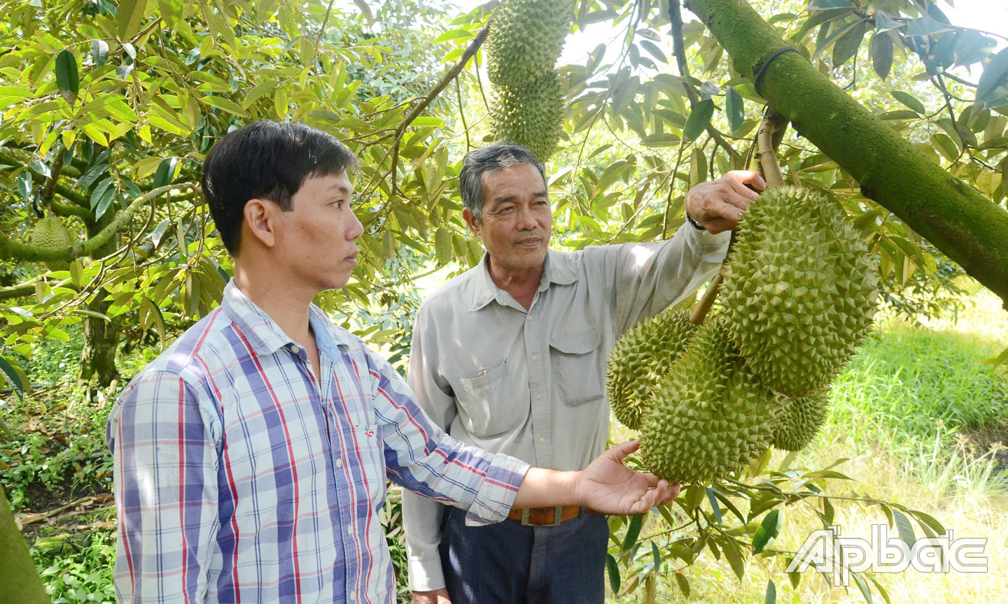 Việc liên kết sản xuất - tiêu thụ sầu riêng chưa bền chặt dẫn đến tình trạng bẻ kèo trong thu mua.