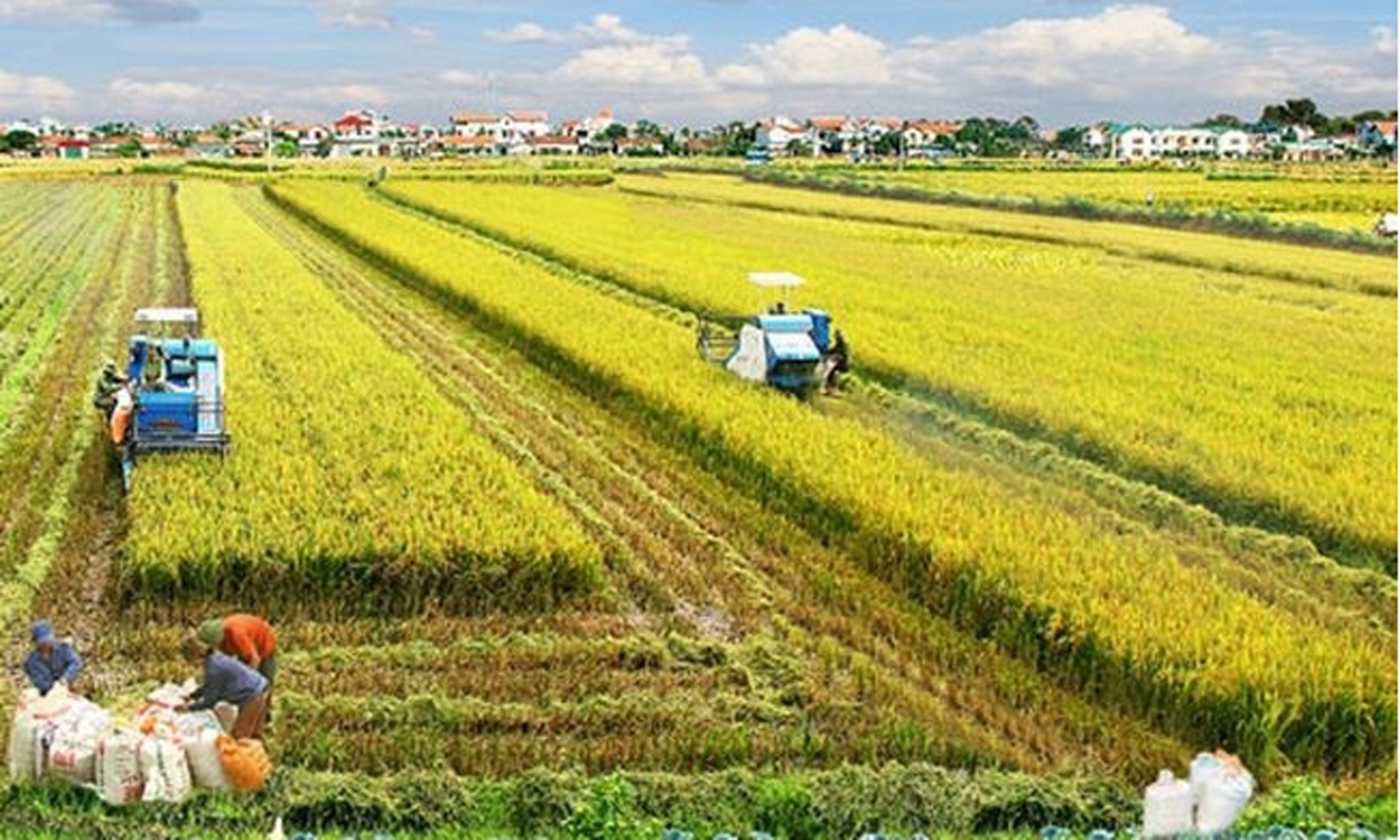 NHNN đã chủ động triển khai chương trình cho vay ưu đãi nhằm hỗ trợ các chủ thể tham gia vào chuỗi liên kết lúa gạo chất lượng cao (Ảnh: VH) 