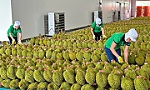 Vietnam's fruit export on track for 7.5 billion USD revenue