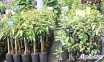Tiền Giang: Đảm bảo giống cây trồng đa dạng, chất lượng