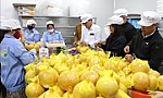 Hai Duong exports grapefruit to EU