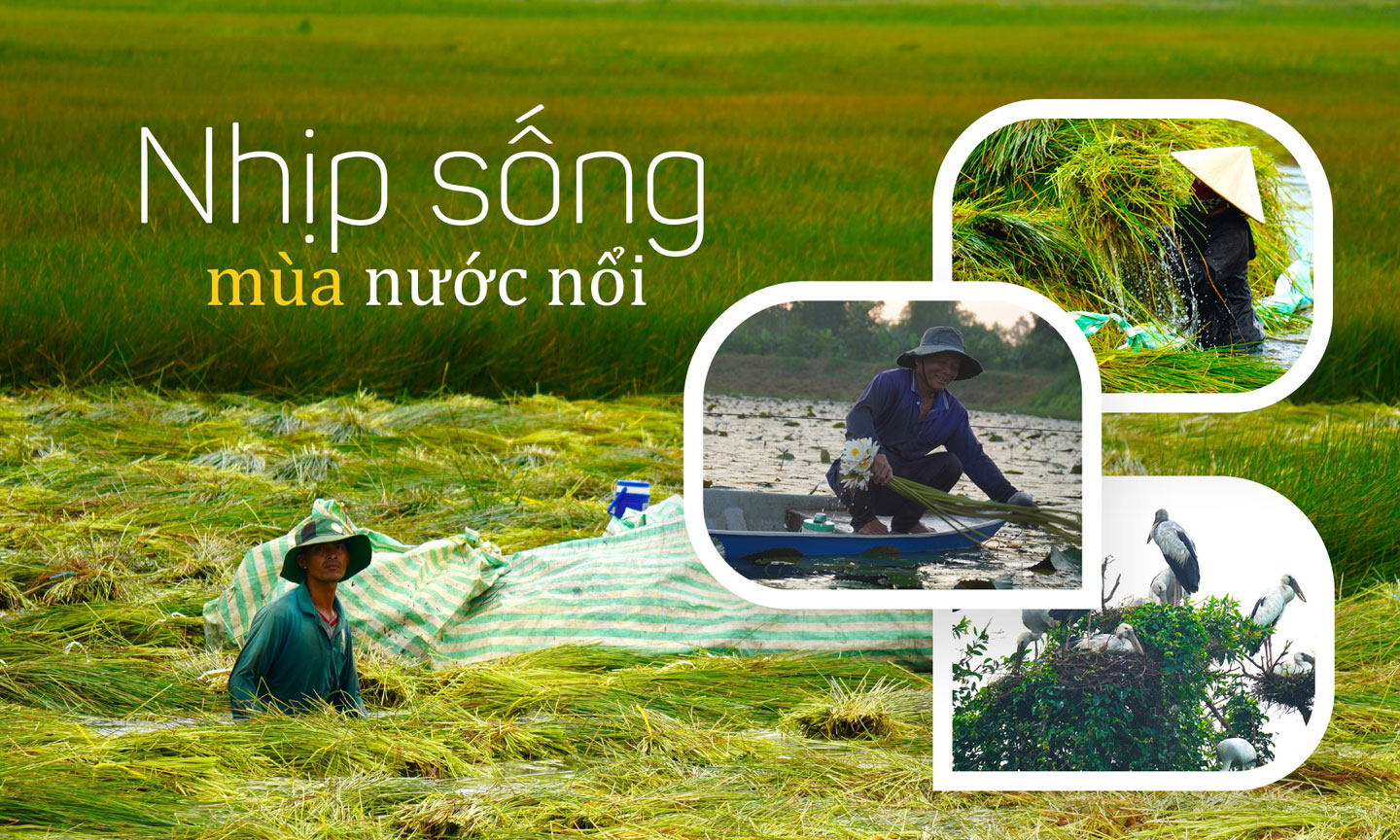 Nhịp sống mùa nước nổi