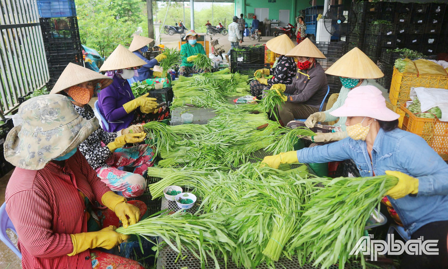 Hiện nay, HTX đã tìm kiếm được thị trường đầu ra ổn định, giúp thành viên an tâm sản xuất. 