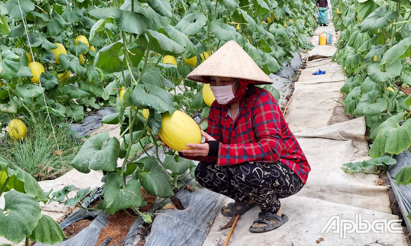 Nông dân xã Thạnh Hòa thu hoạch dưa lưới. 