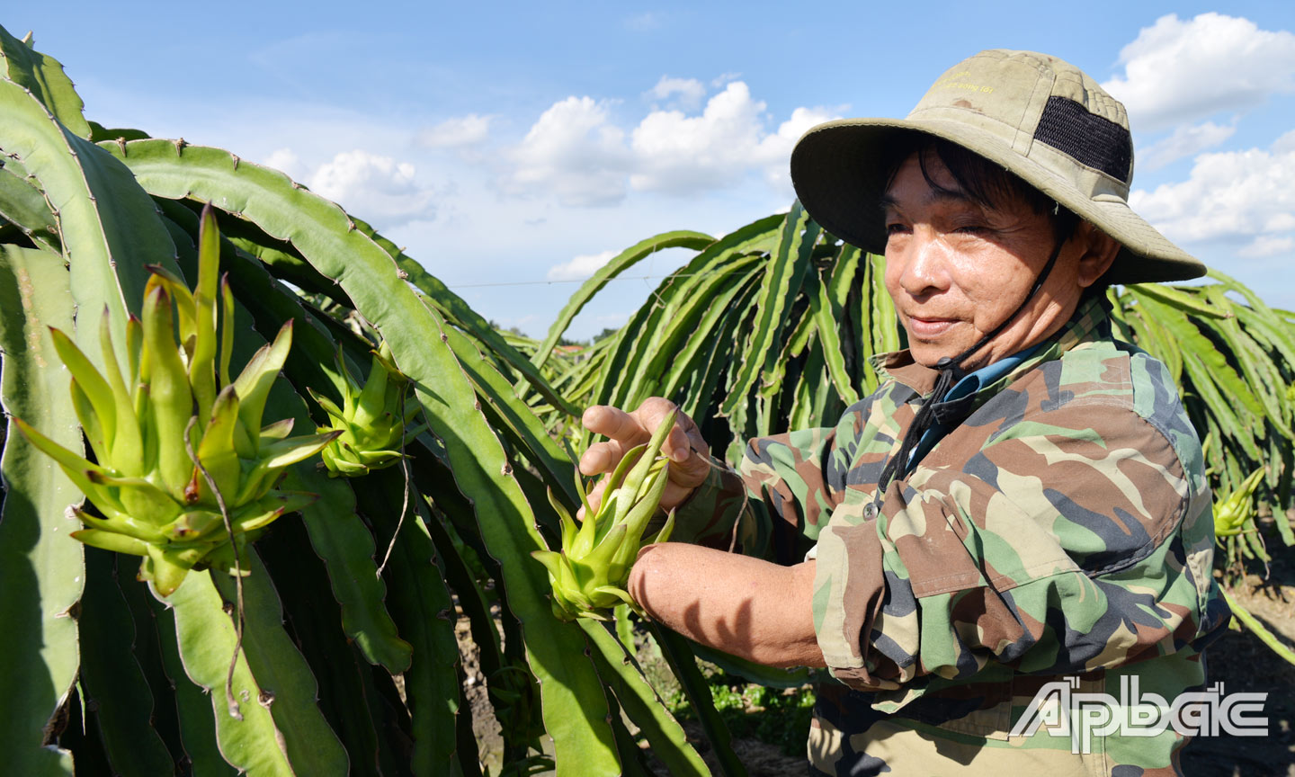 Thương binh Nguyễn Văn Sơn, ấp Bình Long vượt khó phát triển kinh tế.