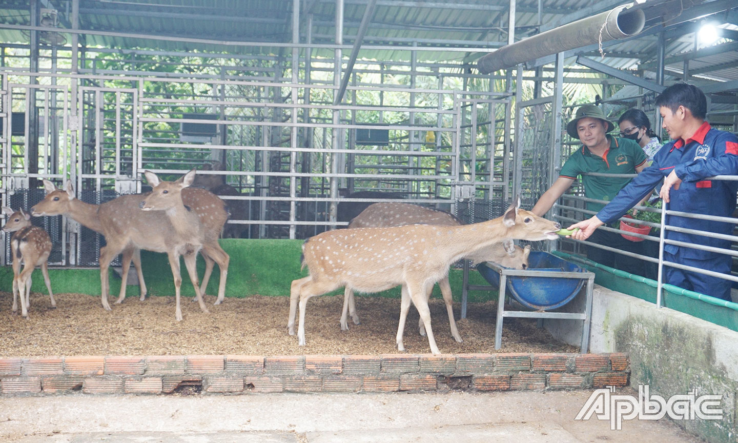 HTX đẩy mạnh ứng dụng khoa học - kỹ thuật vào chăn nuôi hươu sao.