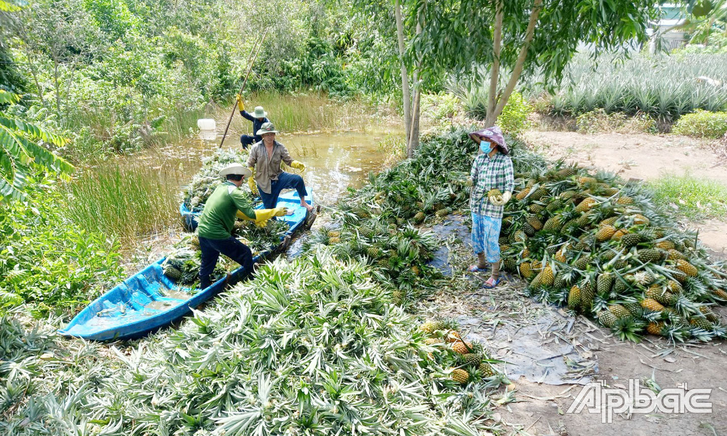 Nhiều mô hình hỗ trợ người dân phát triển kinh tế hiệu quả đã được huyện Tân Phước triển khai. 