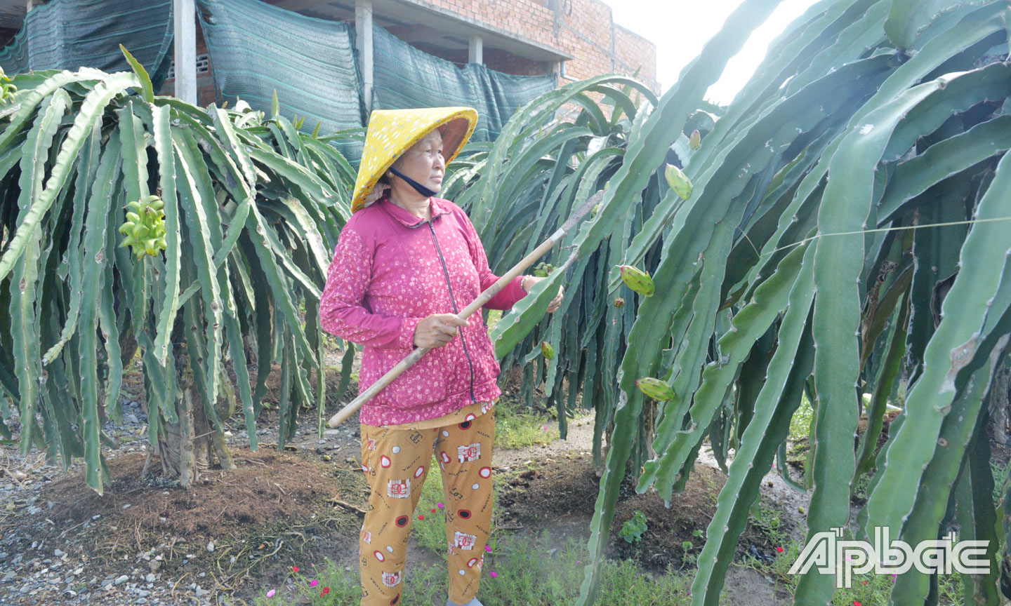 Nhờ chăm chỉ lao động và sự hỗ trợ của địa phương, cô Phan Thị Hà ở ấp Long Hiệp đã thoát nghèo bền vững.