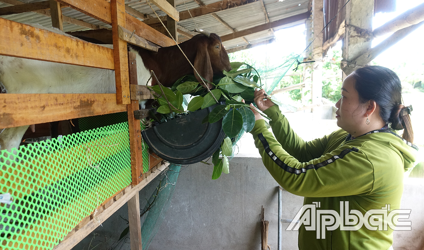 Chị Võ Thị Thùy Dương (ấp 2, xã Phú An) với mô hình nuôi dê sinh sản được hỗ trợ từ Dự án đa dạng hóa sinh kế, phát triển mô hình giảm nghèo