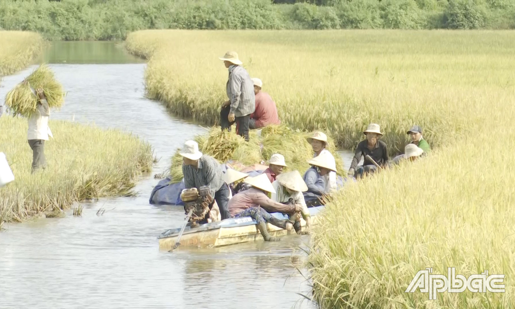 Bà con nông dân thu hoạch mô hình tôm - lúa.  