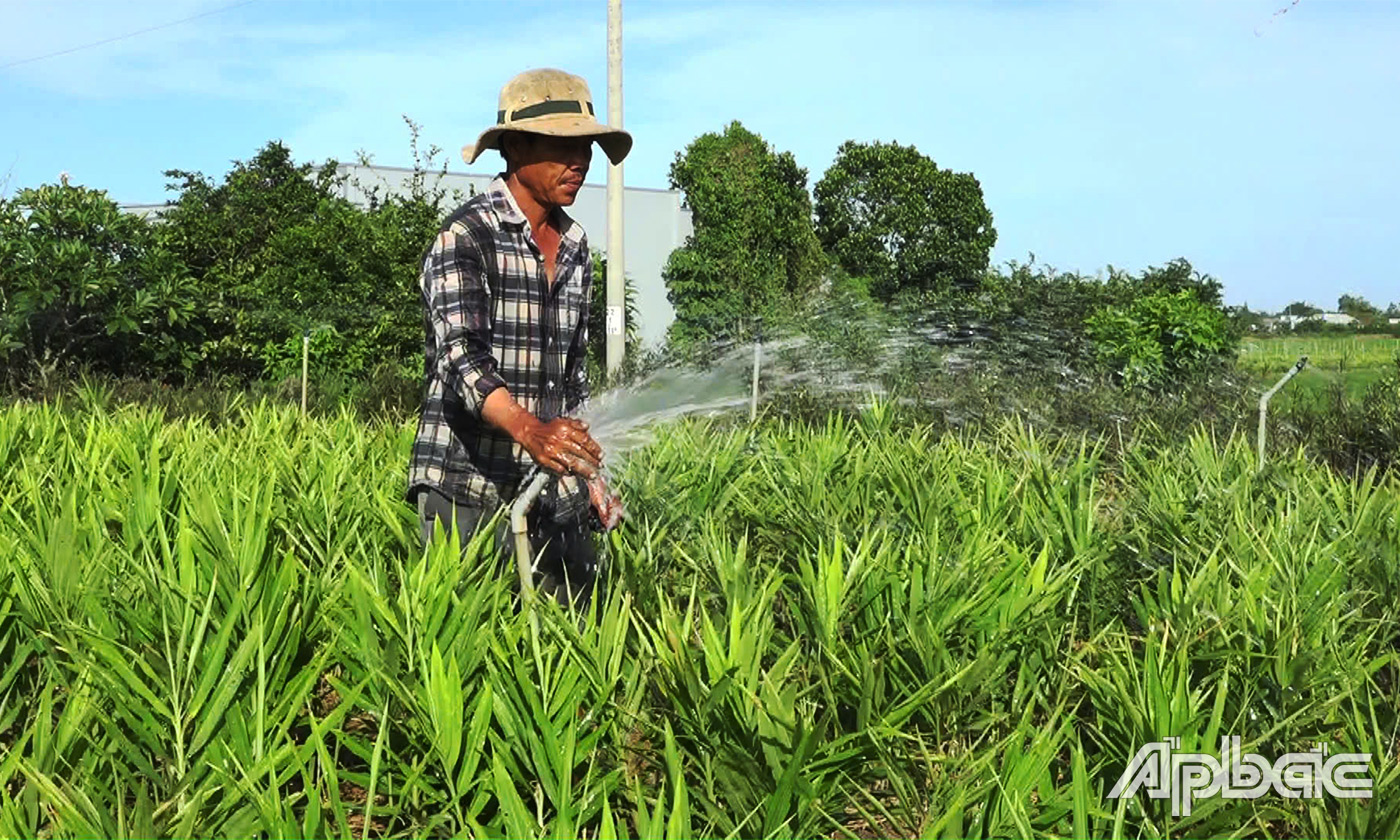 Nhờ chuyển đổi cơ cấu cây trồng, ứng dụng khoa học kỹ thuật mới, nhiệu nông dân phát triển kinh tế gia đình, đóng góp tích cực vào sự phát triển 