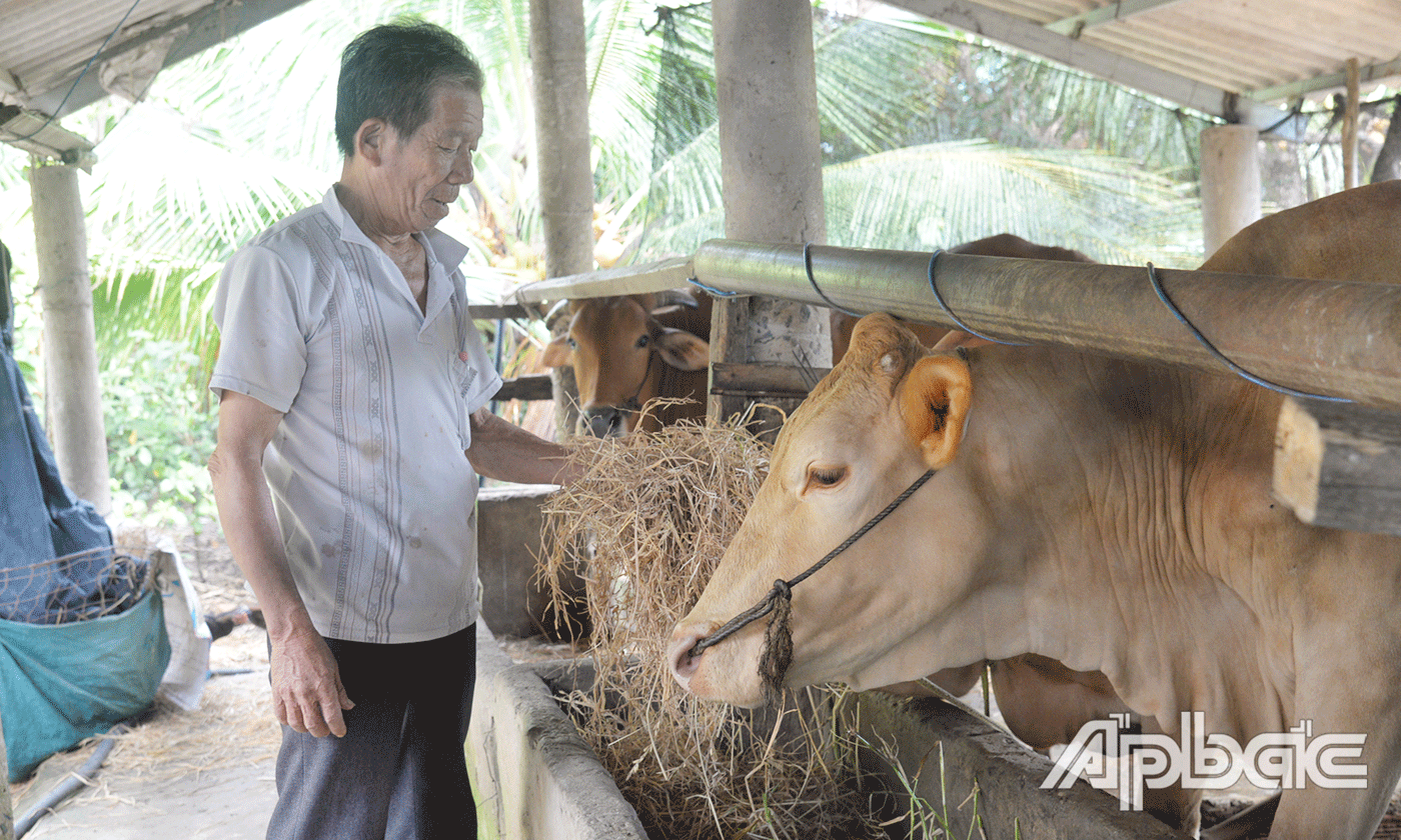 Gia đình cô Huỳnh Thị Nguyệt và chú Phạm Văn Mười, ở ấp Tân Đông được hỗ trợ 20 triệu đồng mua 2bò giống để nuôi.