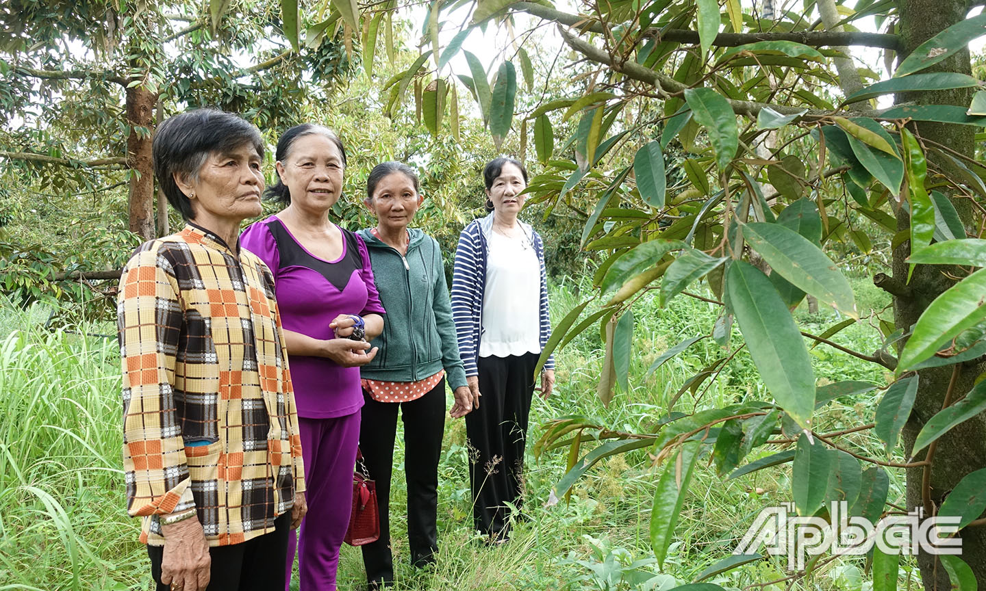Từ vốn vay Ngân hàng chính sách xã hội, bà Trần Thanh Thủy (ấp 1, xã Cẩm Sơn) đã có điều kiện chăm sóc vườn